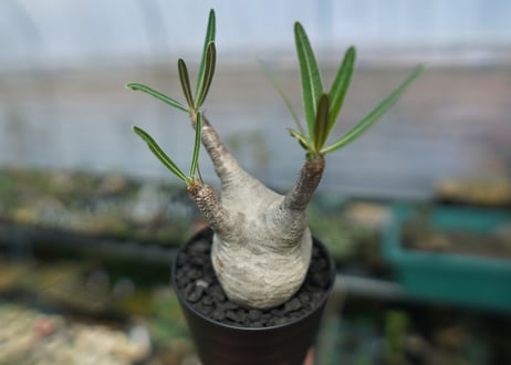 パキポディウム　グラキリス　 Pachypodium Gracilius  No.1