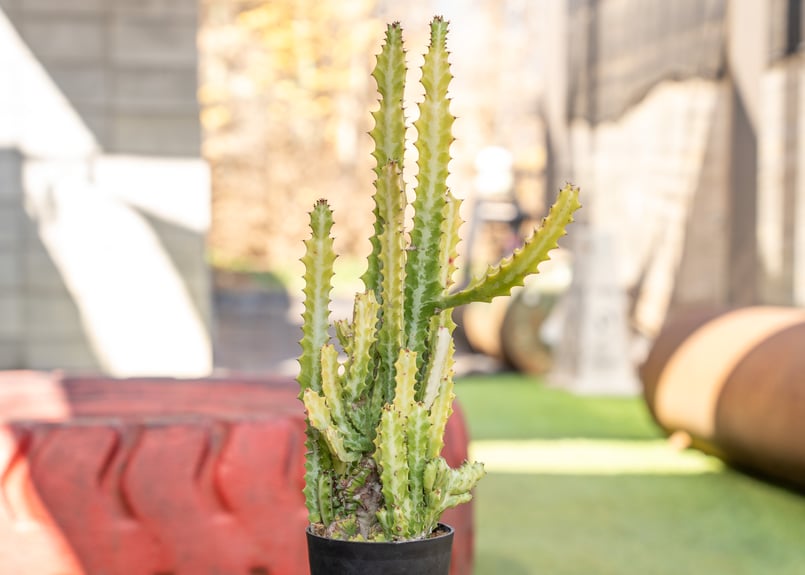 ユーフォルビア ラクテア 綴化 | mana's farm:塊根植物・アガベ