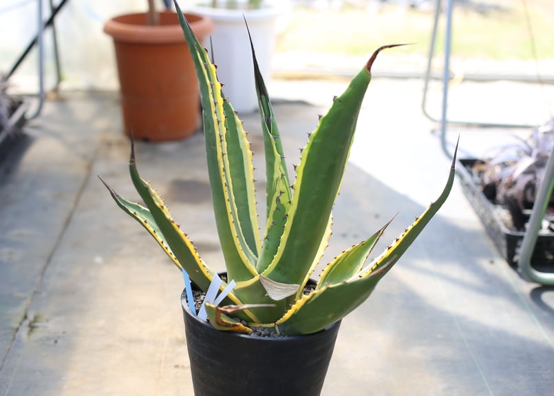 アガベ サルミアナ フェロックス Agave 手っ取り早かっ salmiana アガベ サルミアナ フェロックス Agave 手っ取り早かっ salmiana