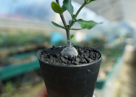 フォッケア　エデュリス　”火星人”　Fockea edulis  No.4