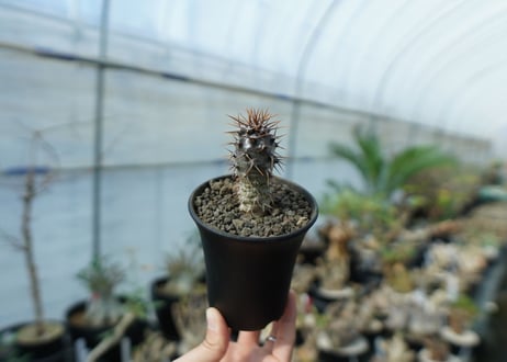 パキポディウム　ラメリー　ラモーサム　Pachypodium lamerei var.ramosum