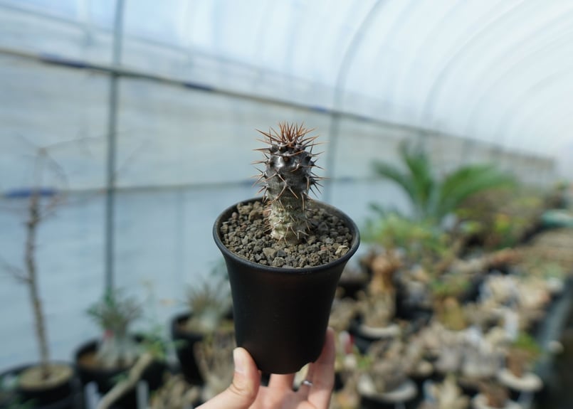 パキポディウム ラメリー ラモーサム Pachypodium lamerei var.ramo