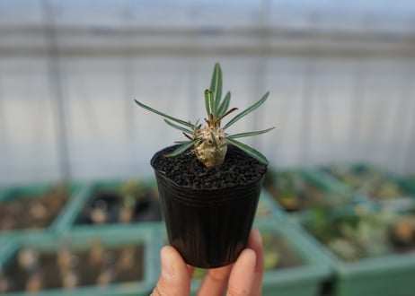 パキポディウム　グラキリス　 Pachypodium Gracilius  No.3