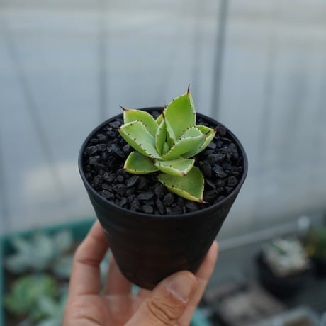 マクロアカンサ | STORES