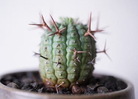 Euphorbia stellispina