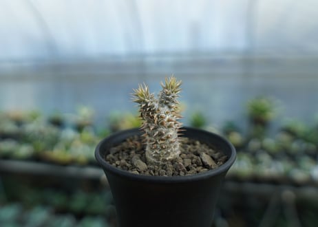 パキポディウム　伊藤ハイブリッド　Pachypodium 'Itoh Hybrid'  No.1