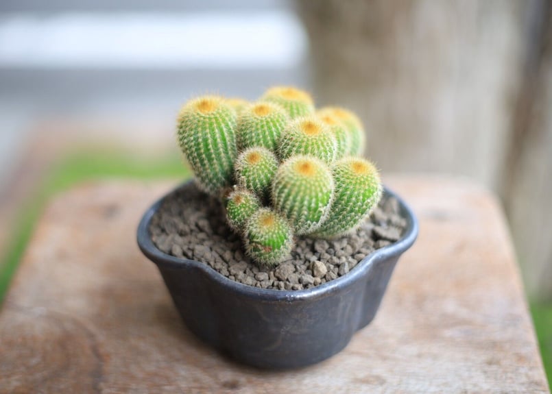 ご予約品》サボテン 金晃丸 Eriocactus leninghausii | mana's