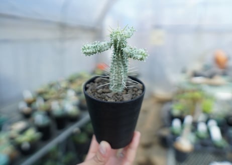 ユーフォルビア　ミルクトロン　Euphorbia mammillaris cv. variegat　No.1
