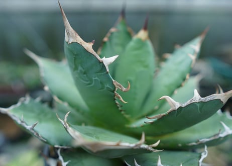 アガベ　チタノタ　FO-76　agave titanota  FO-76  No.3