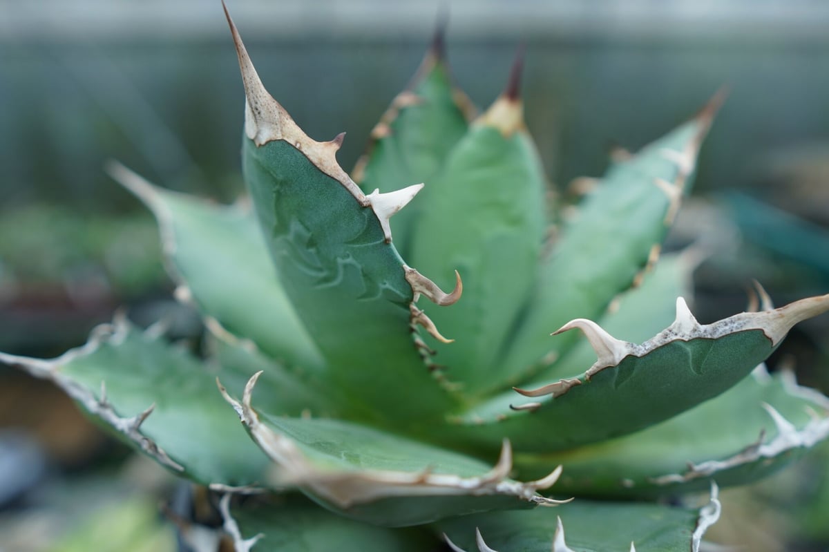 アガベ チタノタ FO-76 agave titanota FO-76 No.3 | ma