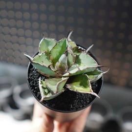 沖縄実生株やオススメアガベ販売をアップします。 | mana's farm:塊根