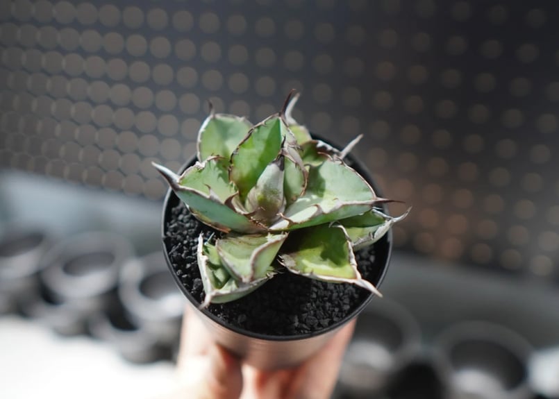 アガベ チタノタ ブラックアンドブルー 沖縄管理株 No.1 | mana's farm