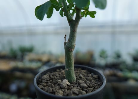 アデニア　グラウカ　Adenia glauca