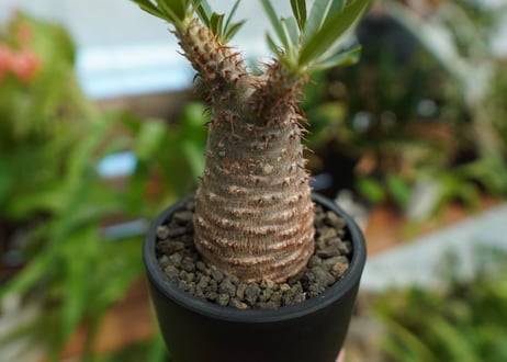 【発根管理中】パキポディウム　グラキリス　 Pachypodium Gracilius  No.7