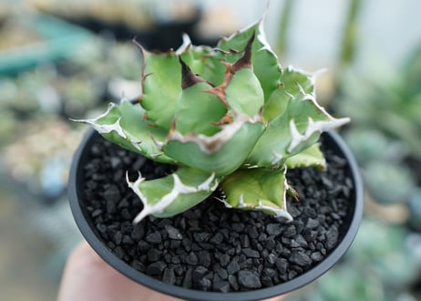アガベ　チタノタ　姫厳竜　Agave titanota dwarf　No.1