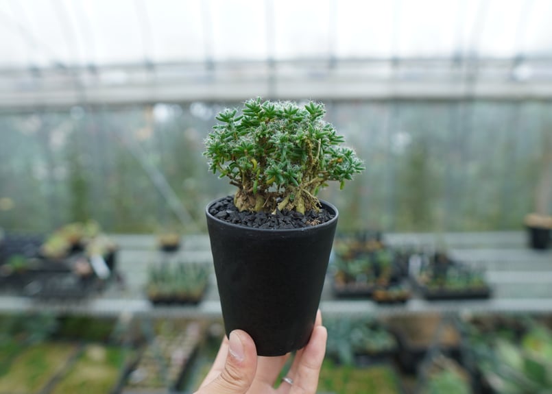 トリコディアデマ ステラツム Trichodiadema stellatum No.2 |