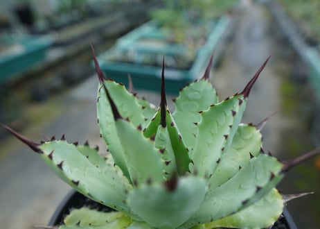 アガベ　マクロアカンサ×ポタトラム　 Agave macroacantha×potatorum