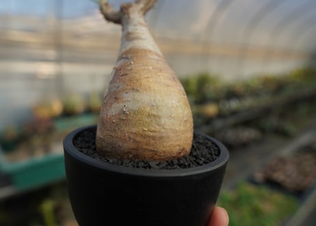 パキポディウム　グラキリス　 Pachypodium Gracilius  No.10