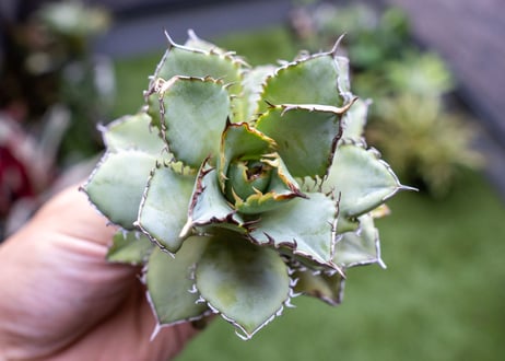 Agave titanota Flligree NO.2