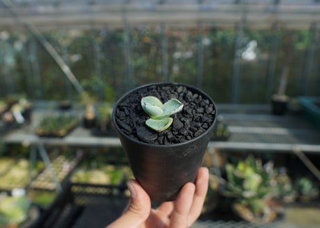 アガベ　パリー　トランカータ　Agave parryi var. truncata