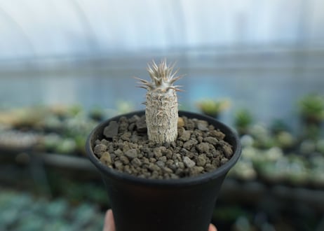 パキポディウム　カクチぺス　Pachypodium cactipes  No.2
