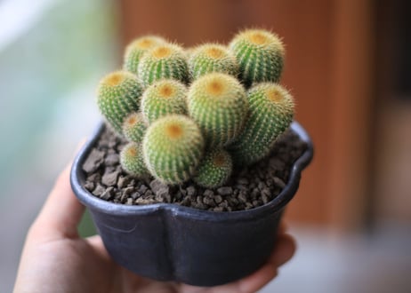 《ご予約品》サボテン　金晃丸　Eriocactus leninghausii