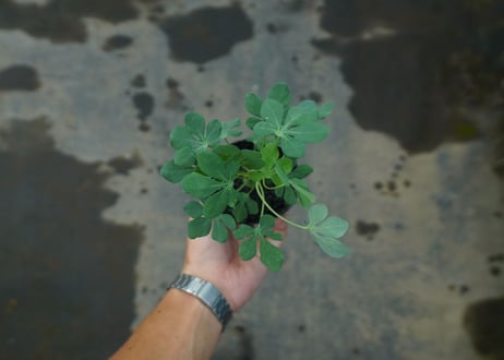 アデニア　グラウカ　Adenia glauca  No.2