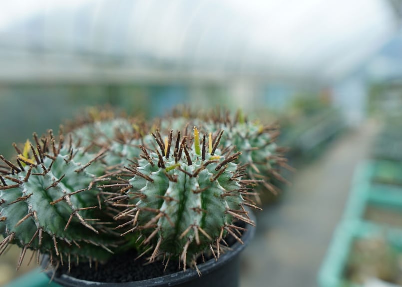 ユーフォルビア ホリダ Euphorbia horrida No.1 | mana's fa