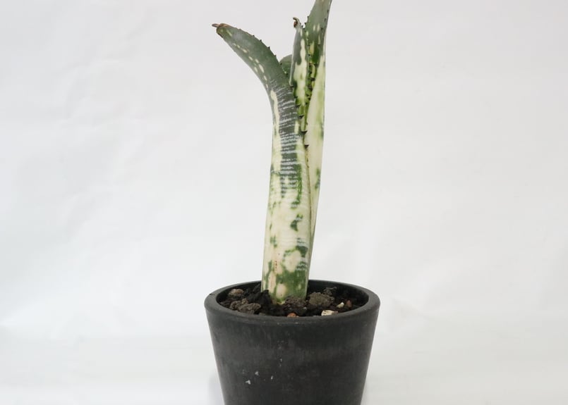 ビルベルギア ドミンゴス マルティンス 極上株 リサ ビルベルギア ドミンゴス マーティンス | mana's farm:塊根植物