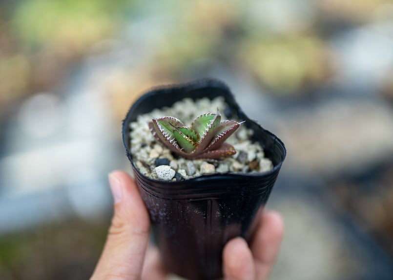 アガベ オテロイ 沖縄実生 | mana's farm:塊根植物・アガベ・ドライ