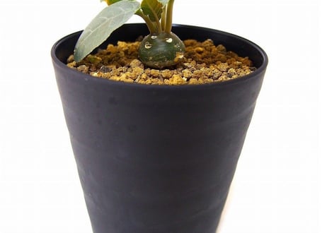 Dorstenia foetida ドルステニア  超ダルマ型 フォエチダ  実生苗