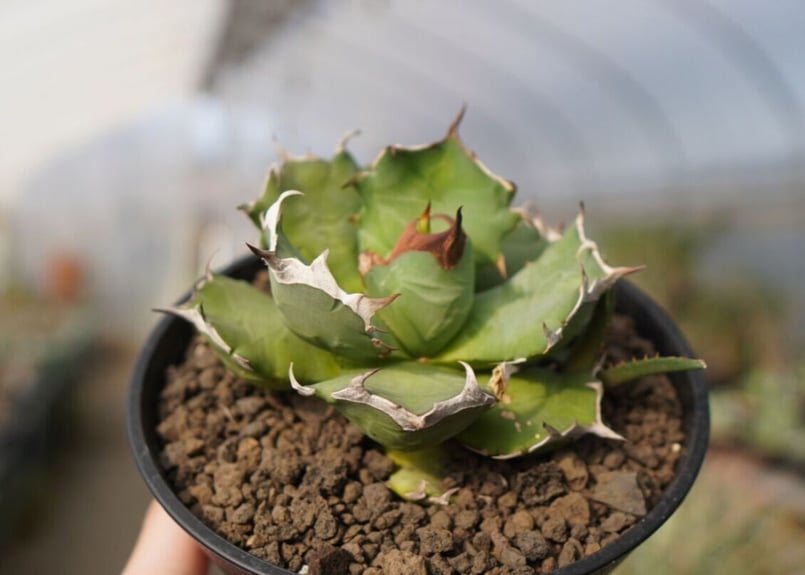 アガベ チタノタ 姫厳龍 NO.1 | mana's farm:塊根植物・アガベ