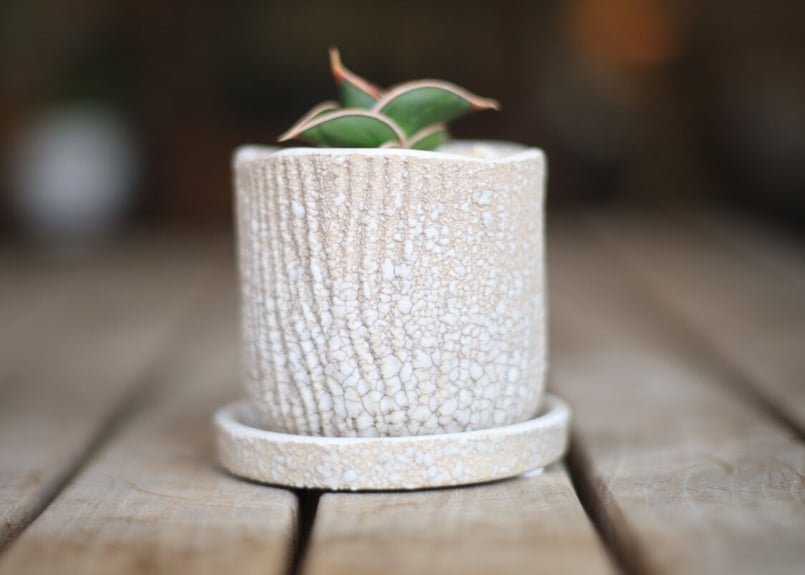 サンセベリア ロリダ Sansevieria rorida | mana's farm: