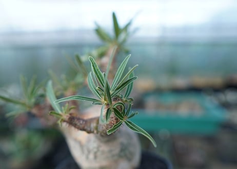 パキポディウム　グラキリス　 Pachypodium Gracilius  No.5