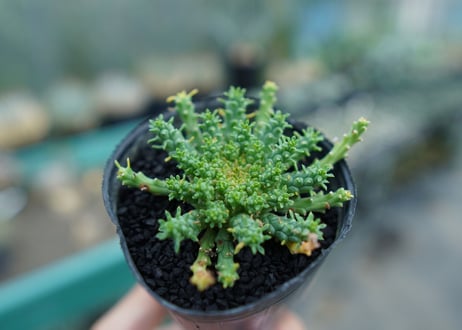 ユーフォルビア　ゴルゴニス　Euphorbia gorgonis  No.3