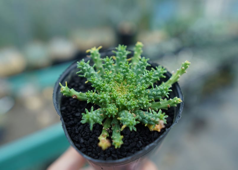 ユーフォルビア　ゴルゴニス ユーフォルビア ゴルゴニス Euphorbia gorgonis No.3 | mana's