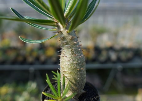 パキポディウム　カクチぺス　Pachypodium cactipes