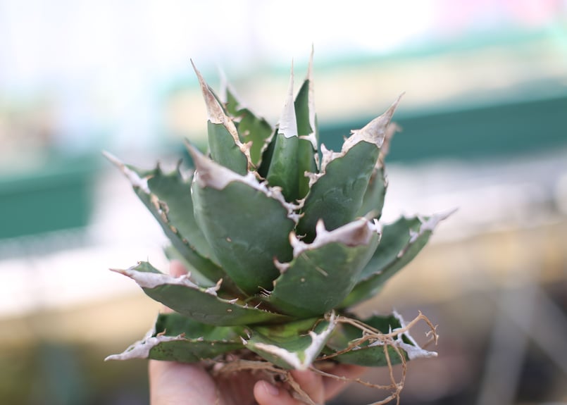 アガベ チタノタ オテロイ | mana's farm:塊根植物・アガベ・ドライ