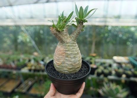 パキポディウム　グラキリス　 Pachypodium Gracilius  No.2