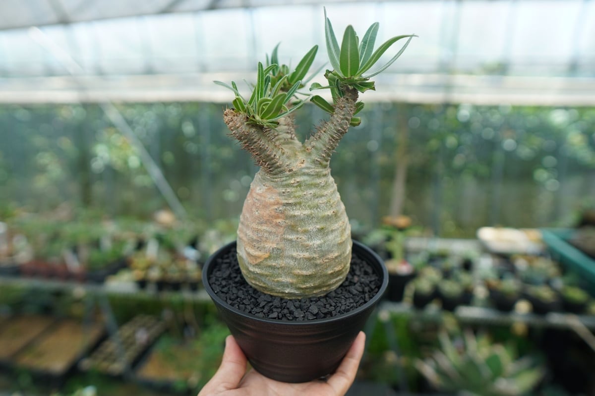 パキポディウム グラキリス Pachypodium Gracilius No.2 | ma
