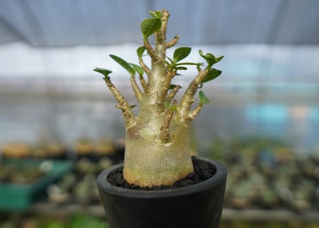 アデニウム　Adenium　No.13