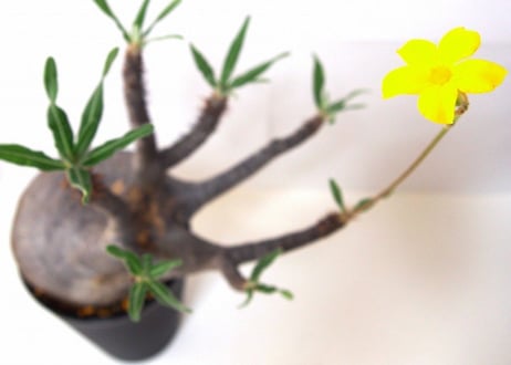 Pachypodium    パキポディウム　グラキリス   №２
