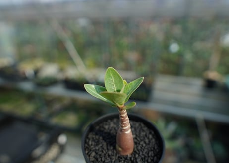 アデニウム　Adenium  No.8