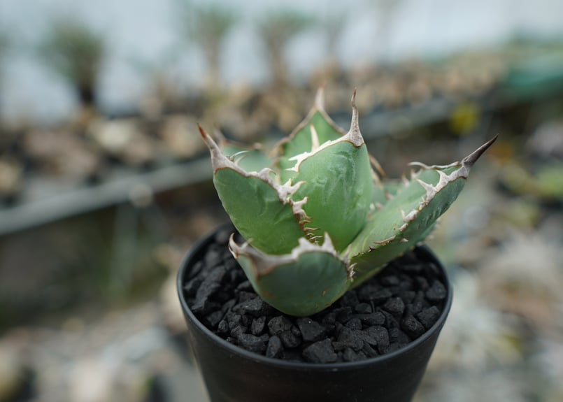アガベ チタノタ FO-76 agave titanota FO-76 No.1 | mana
