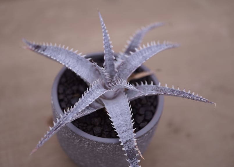 DBディッキア Arizona x BS, Paylen, Keswick ⑷