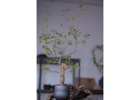 Bursera fagaroides