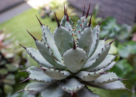 Agave macroacantha x Potatorum 中 NO.2