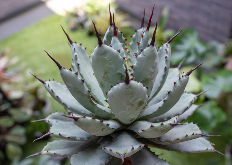 Agave macroacantha x Potatorum 中 NO.2 | mana's