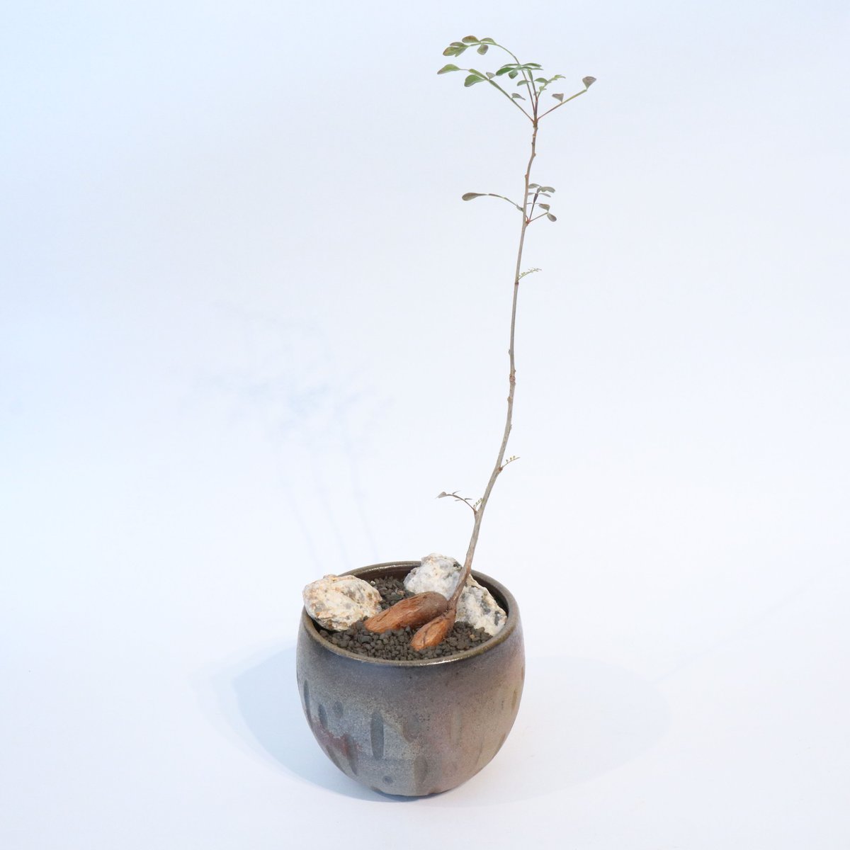 （キク茂）オペルクリカリアデカリー（根ざし） キク茂様専用）オペルクリカリアデカリー（根ざし） - メルカリ