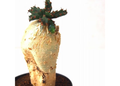 ユーフォルビア ステラータ 飛竜  Euphorbia stellata 6 未発根